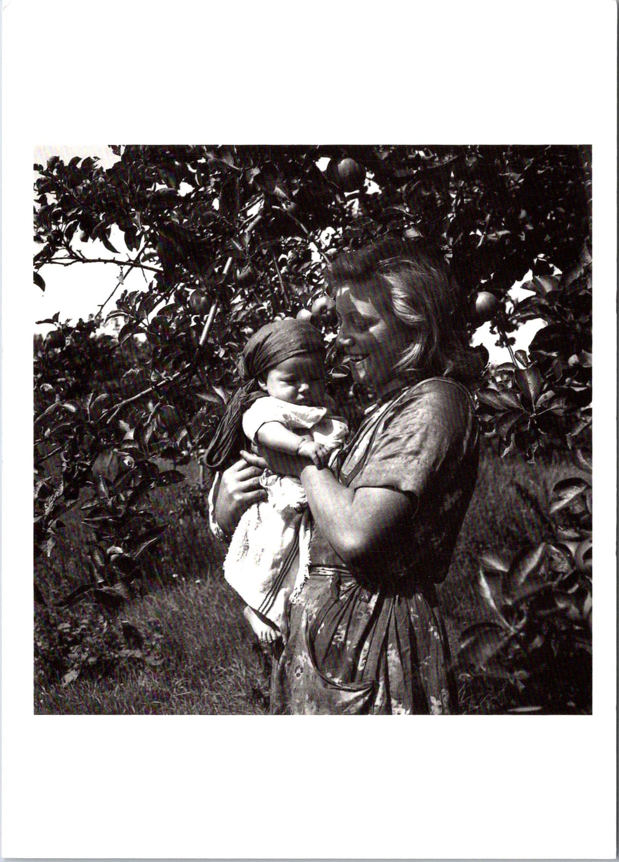 Bill Brandt - Saving Britain’s Plum Crop (1942 / Barbican 1993) - Postkort
