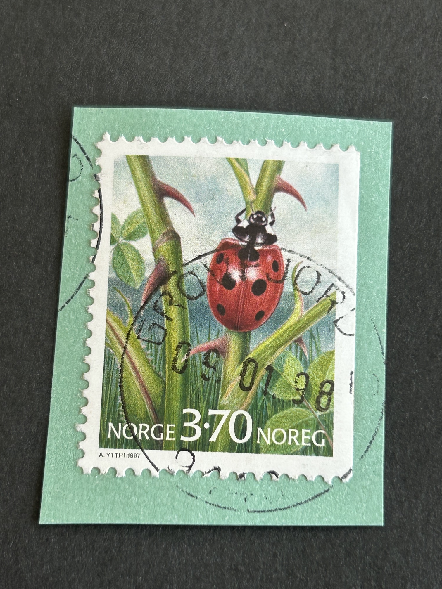 Grovfjord. 09 01 98
