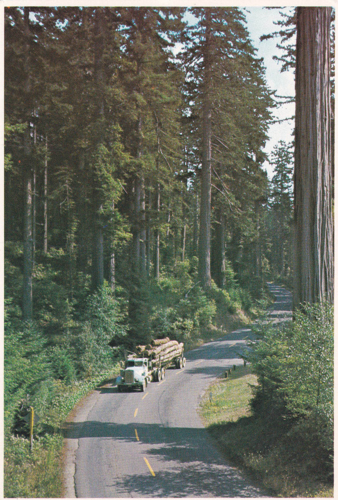 Ladybird Johnson Grove