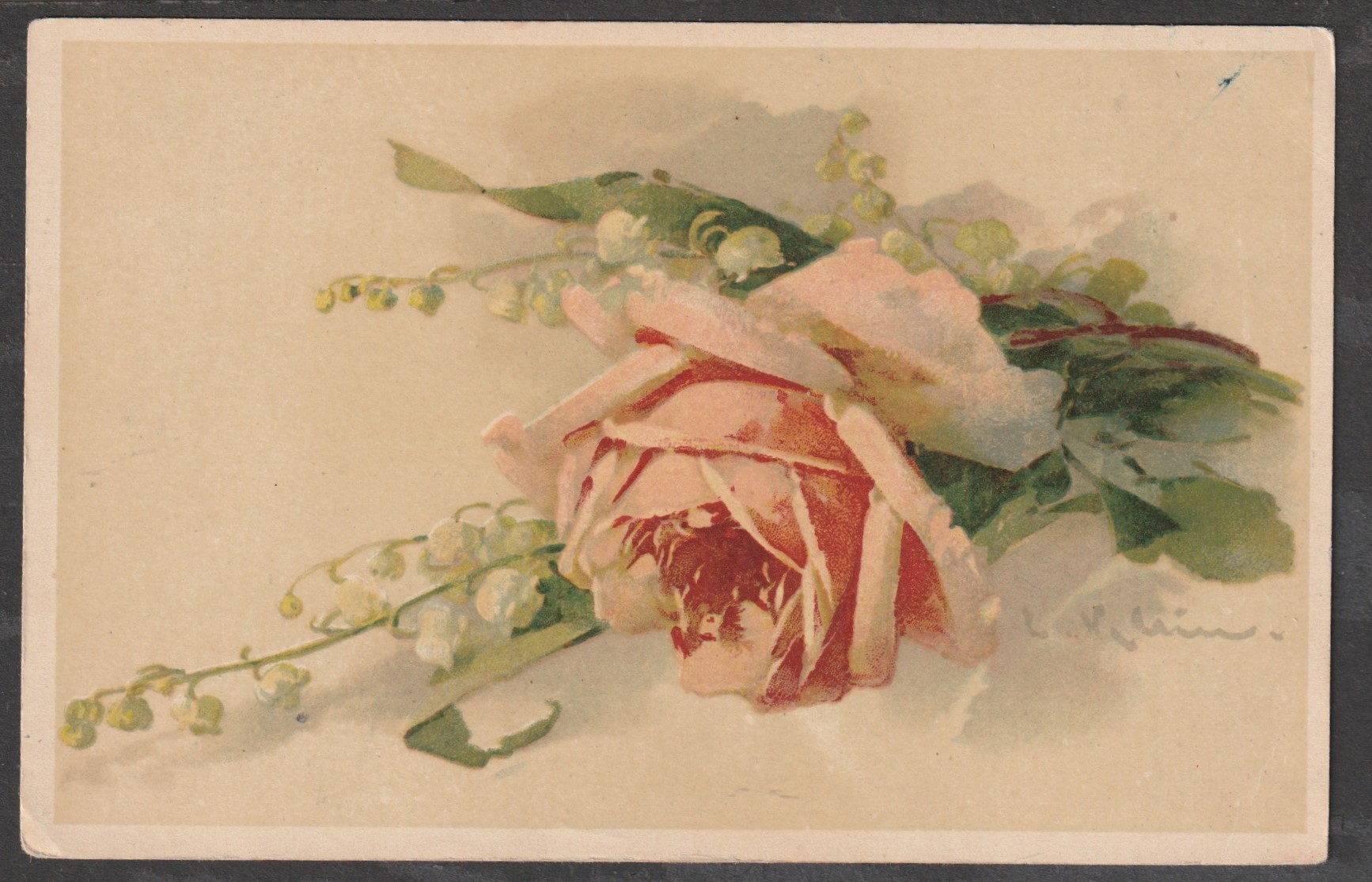 Catharina Klein - Rose