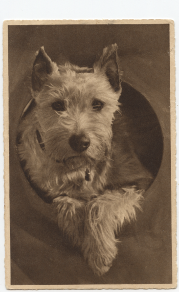 Hunden.