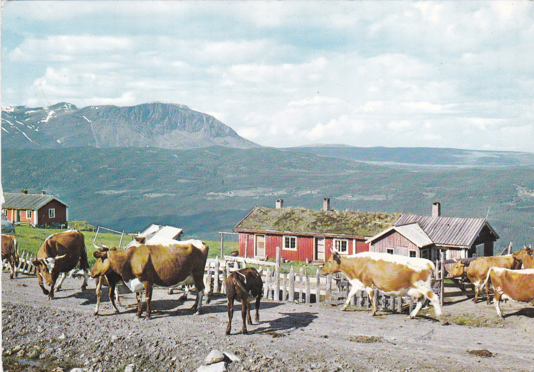 Hemsedal. Parti mot Skogshorn. Kyr beiter ( Normann E-8-8)