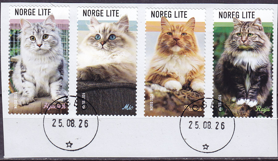Nyhet. Katter
