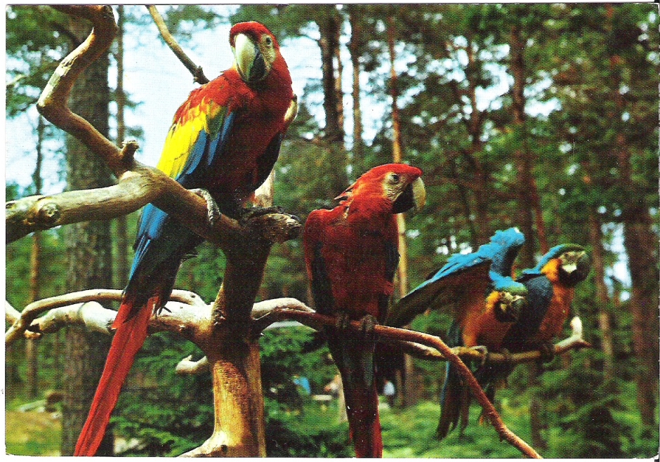 Kristiansand Dyrepark 1978. Trimboli 081/56