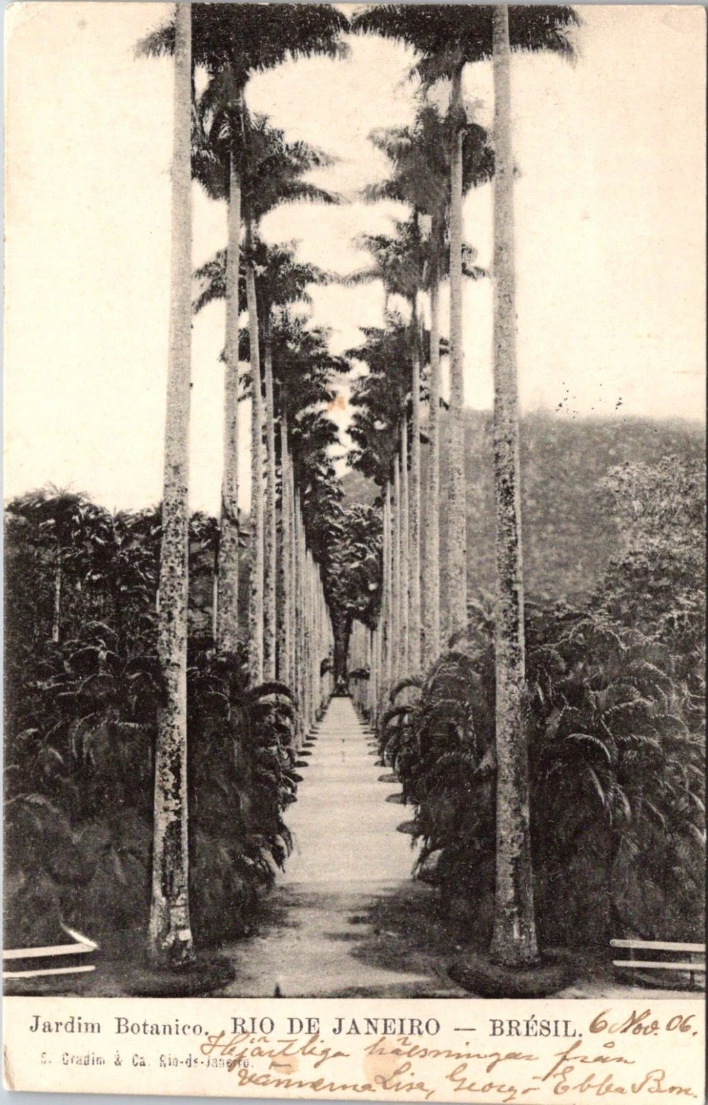Jardim Botanico - Rio de Janeiro - Palm Avenue - Brasil - 1906 - Postkort