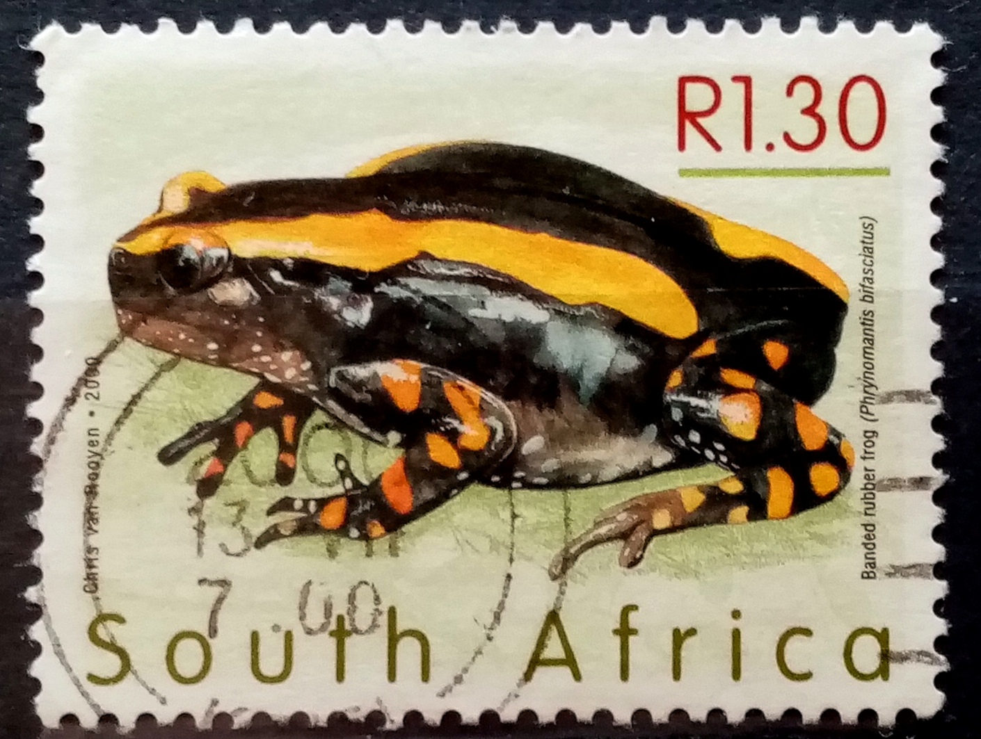 Frosk   -  (South Africa)