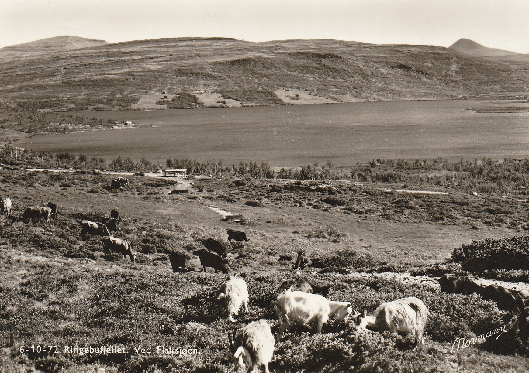 Eldre kort fra RIngebufjellet. Ved Flaksjøen .  Normann 6-10-72