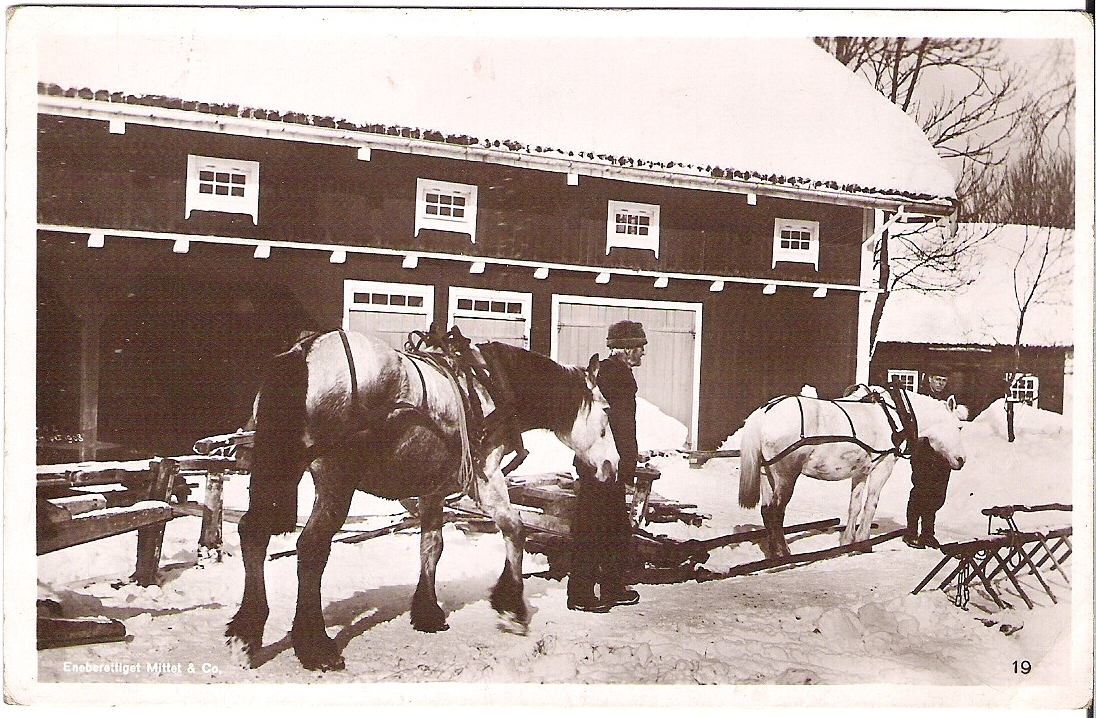 Hester på gård 1911. Mittet 19