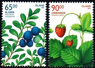 Island Afa: 1091-92 - Ville bær **