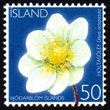 Island Afa: 1100 - Islands nsjonalblomst. Rypelyng **