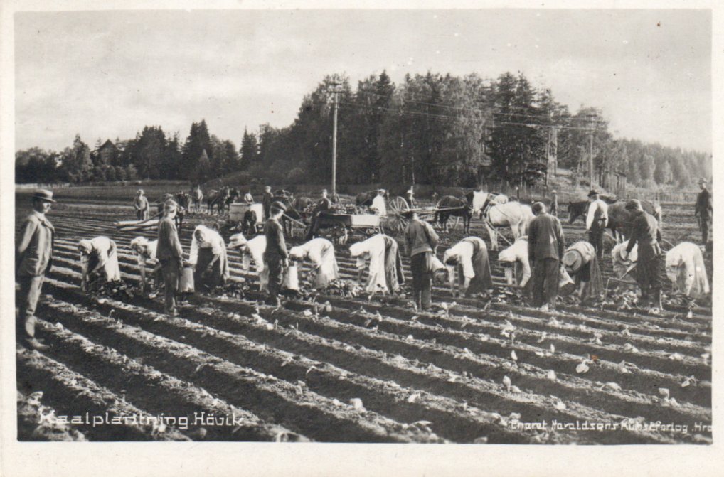 Høvik. Kaalplanting med mye folk på jordet.