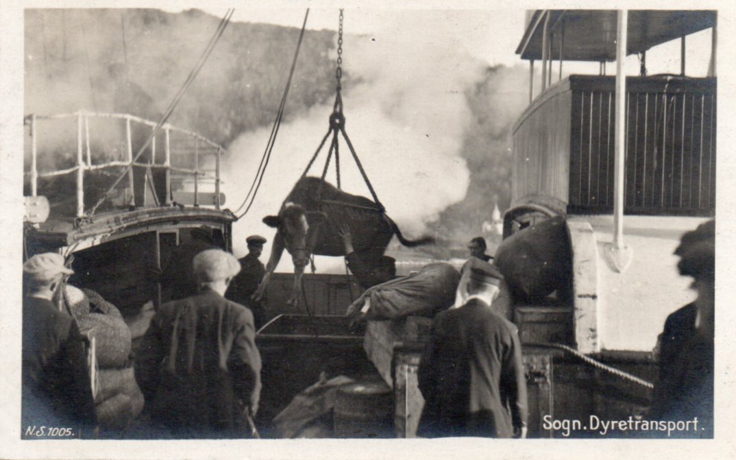 Sogn. Dyretransport ombord på båt.