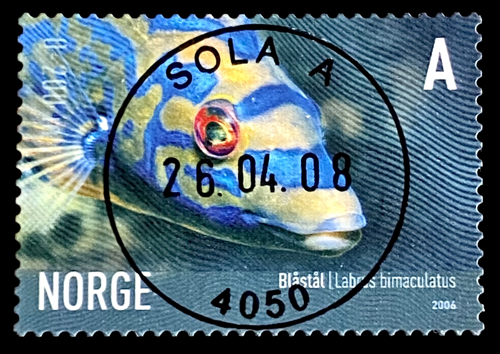 NK 1625 Sola