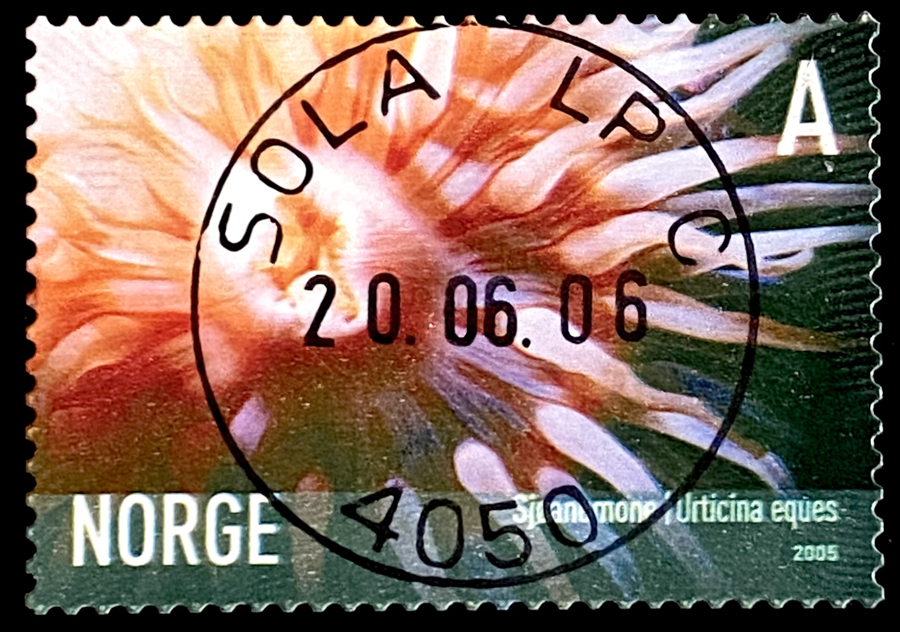 NK 1580 Sola