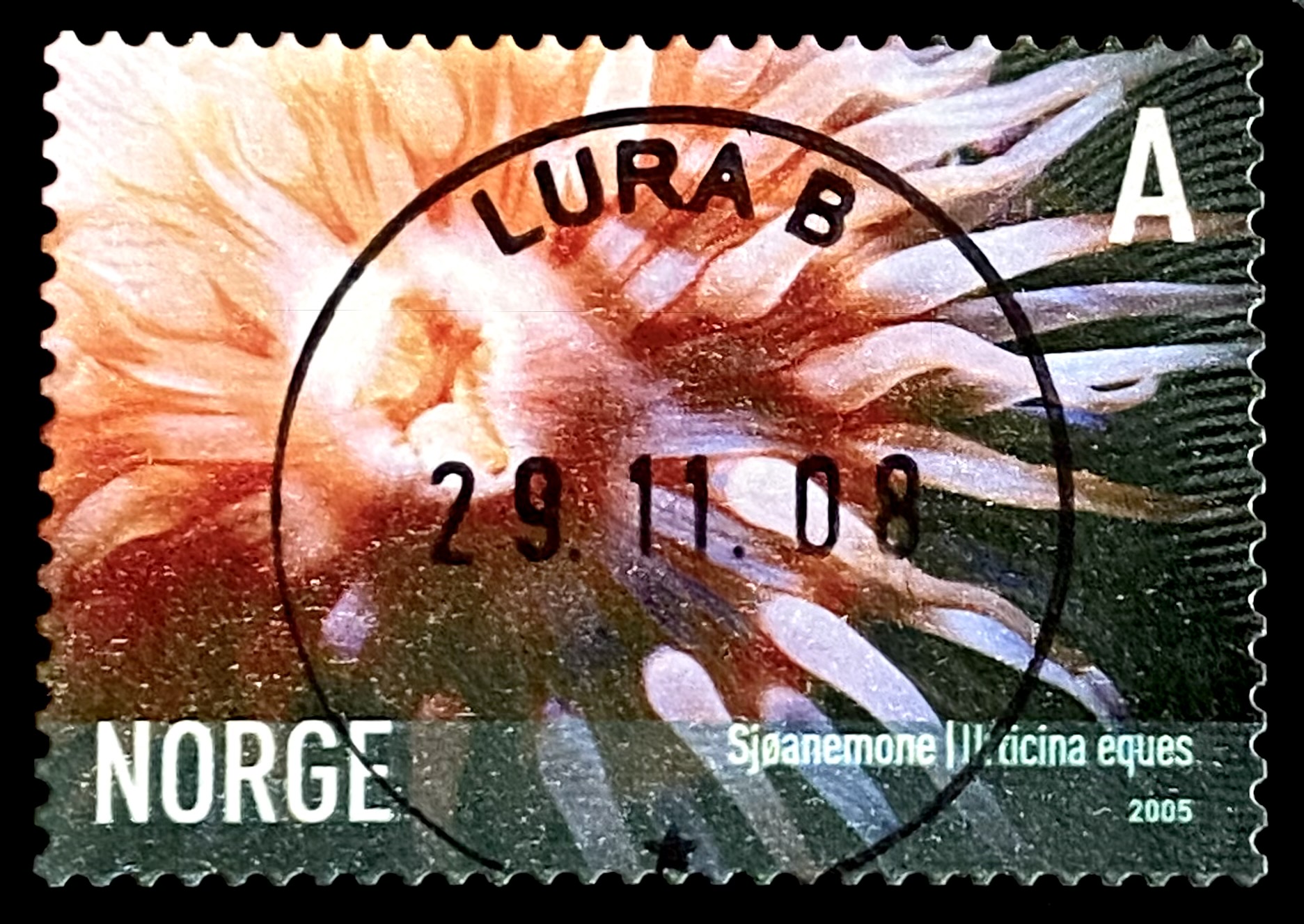 NK 1580 Lura