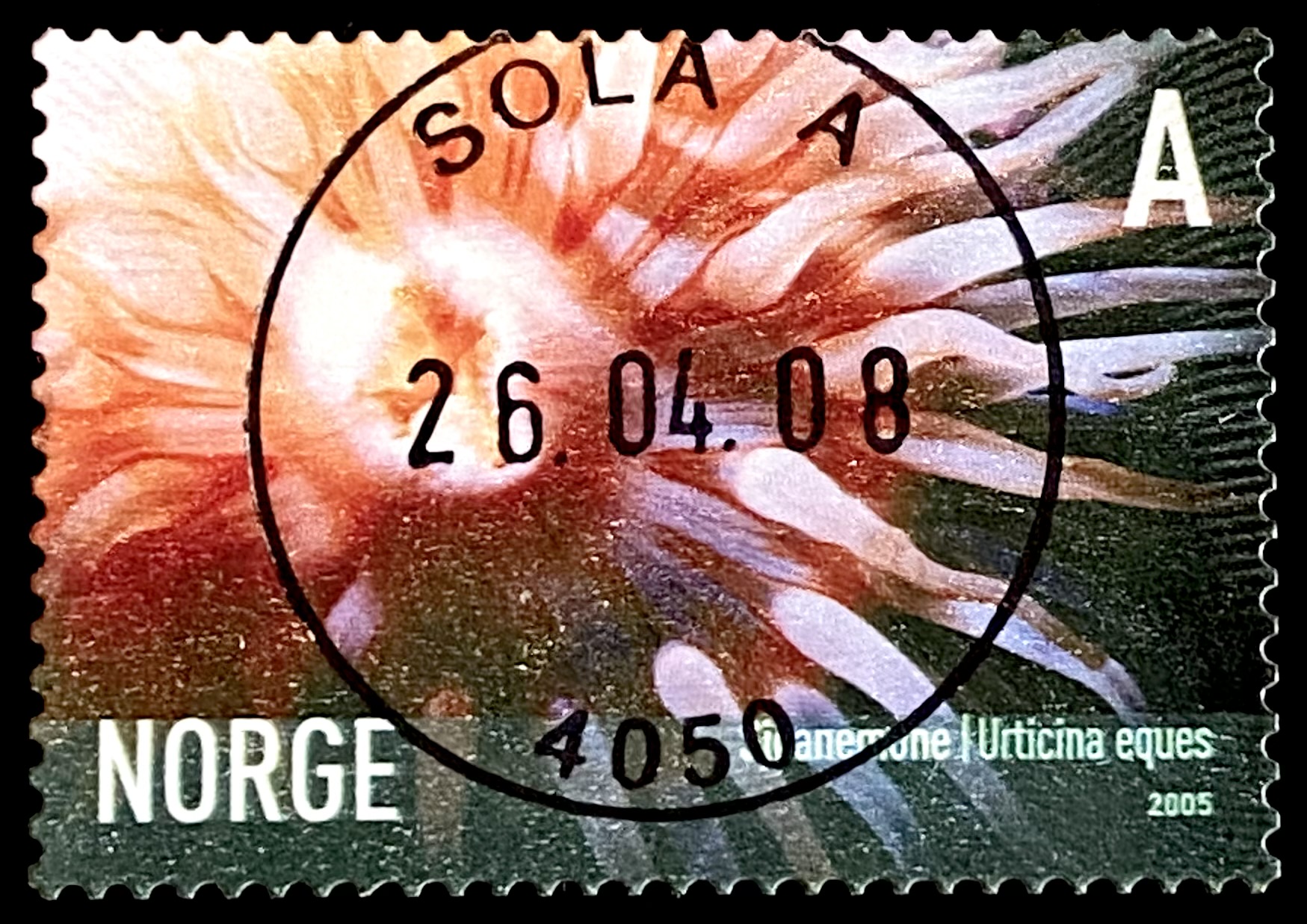 NK 1580 Sola