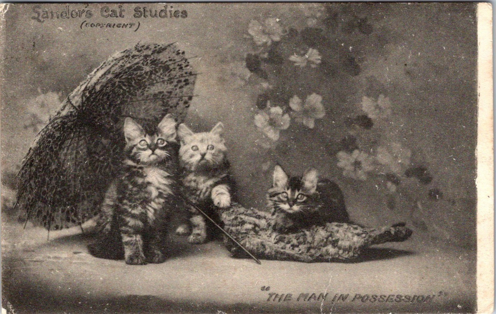 Antikk kattekort 1904 - “The Man in Possession” - Landor’s Cat Studies - Postkort
