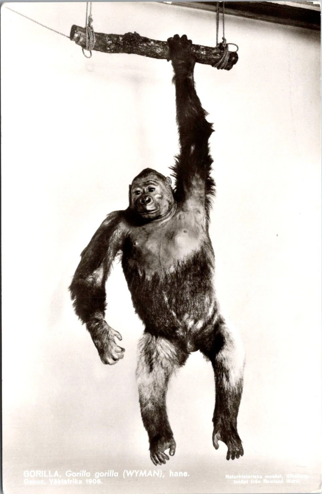Vintage Postkort - Gorilla (Gabon 1906) - Naturhistoriska Museet Göteborg - Rowland Ward - Postkort
