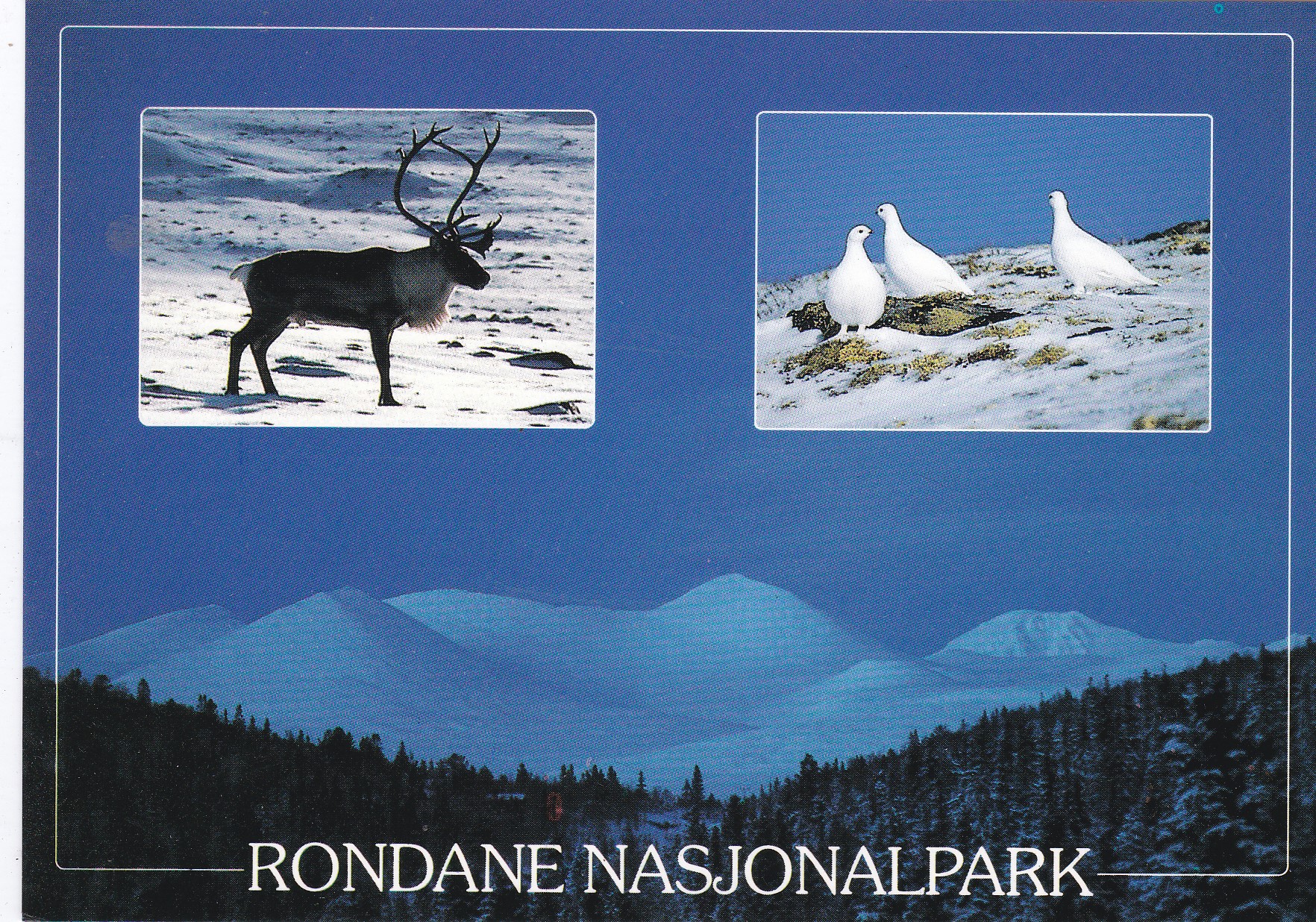 Rondane. Utsikt fra Mysuseter. Døla-Bilde F.A6 0024