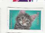 NORSK SKOGKATT POSTKLIPP